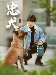 忠犬（34集）短剧大结局连更全集