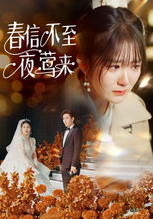 春信不至夜莺来（50集）深夜短剧推荐精彩片段