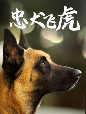 忠犬飞虎（33集）一口气看完短剧大结局
