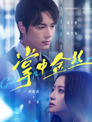 掌中金丝（60集）短剧分享精彩后续