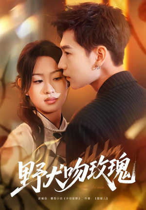 野犬吻玫瑰（70集）每天更新精彩短剧