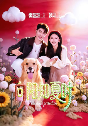 向阳知夏时（80集）好看上头的短剧又来了