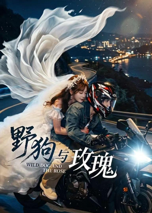 野狗与玫瑰（30集）短剧全剧终限免合集